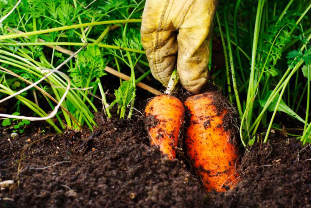 We dig organic carrots